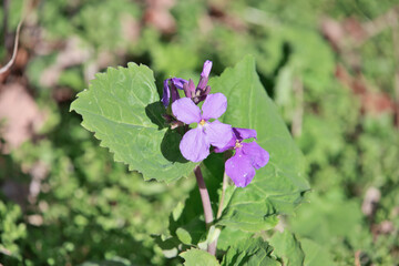 光差すムラサキハナナ