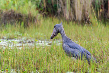 A Shoebill (Balaeniceps rex) a.k.a. whalebill, whale-headed stork, and shoe-billed stork stood in a Ugandan swamp.