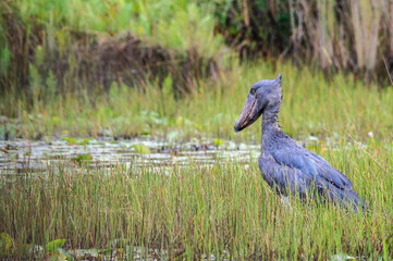 A Shoebill (Balaeniceps rex) a.k.a. whalebill, whale-headed stork, and shoe-billed stork stood in a Ugandan swamp.