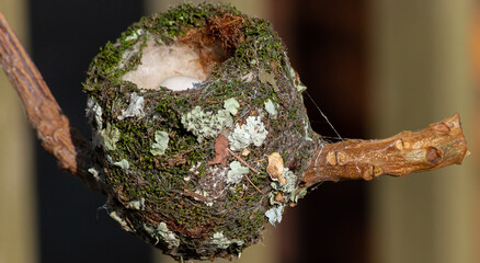 Hummingbird nest, ninho de colibri.