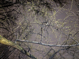 Side walk trees at night in Manhattan