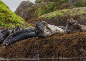 A colony of seals resting on the jagged seaweed strewn rocks of western Vancouver Island near Tofino, BC, Canada. © Robert VandenDool