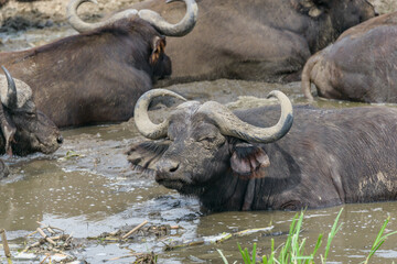 African buffalo or Cape buffalo (Syncerus caffer caffer) at the water's edge, Lake Edward, Uganda, East Africa.
