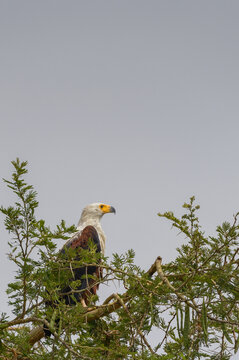 African fish eagle a.k.a. African sea eagle (Icthyophaga vocifer) in profile, perching amongst trees on the shore of Lake Edward, Uganda, East Africa. Vertical format.
