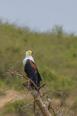 African fish eagle a.k.a. African sea eagle (Icthyophaga vocifer) on its perch amongst trees on the shore of Lake Edward, Uganda, East Africa.