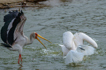 Yellow-billed stork (Mycteria ibis) and great egrets (Ardea alba) squabbling over a fish prey