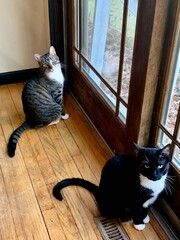 cats sitting by the door