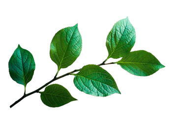 Fototapeta na wymiar Green leaves isolated on transparent