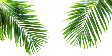 Isolated palm tree branch on transparent - obrazy, fototapety, plakaty