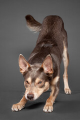 australian kelpie brown dog bowing trick portrait on a grey background in the studio