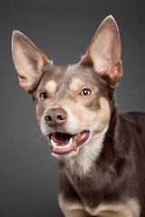 happy australian kelpie brown dog face portrait on a grey background in the studio