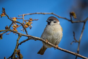 Eurasian tree sparrow sits on a thin branch without leaves and looks toward the camera lens on a...