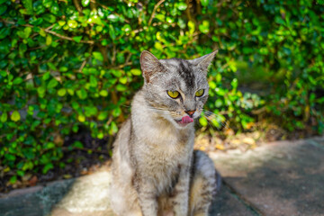 Tabby cat with yellow eyes color in the garden	
