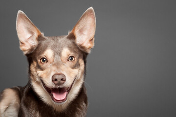australian kelpie brown dog face portrait on a grey background in the studio