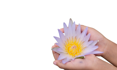 two hands holding white lotus flowers in their palms