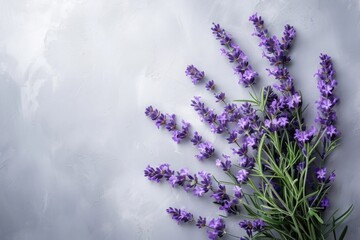 Sprigs of lavender on a smooth gray surface evoke elegance and fragrance. Copy space - obrazy, fototapety, plakaty