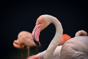 pink flamingo in all its glory