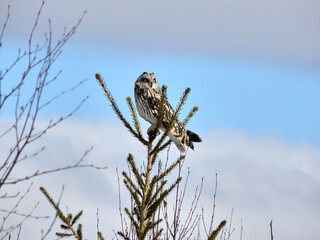 Majestic Short-Eared Owl Perched Atop a Fir Tree Under a Clear Blue Sky. A short-eared owl with striking yellow eyes and mottled brown and white feathers stands alert on the tip of a fir tree branch