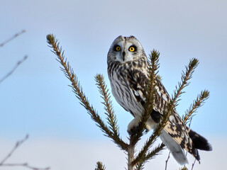 Majestic Short-Eared Owl Perched Atop a Fir Tree Under a Clear Blue Sky. A short-eared owl with striking yellow eyes and mottled brown and white feathers stands alert on the tip of a fir tree branch