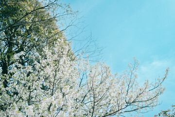 鎌倉の神社に咲く桜
