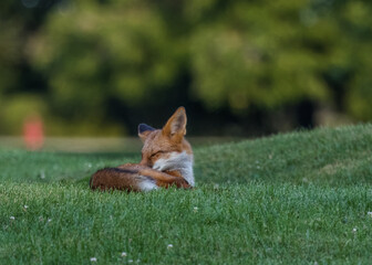 This young red fox was pretty sleepy and took a nap in the lush green grass of a golf course with a bokeh background.
