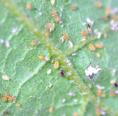 Aphid Colony on Leaf. Greenfly or Green Aphid Garden Parasite Insect Pest Macro on Green Background