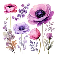 Watercolor purple and pink poppy flowers, pink and purple wild flowers and leaves, flower illustration set collection, vector poppy flowers