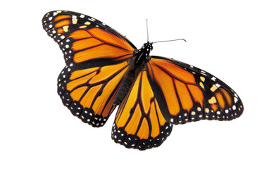 Fototapeta na wymiar The Timeless Beauty of Monarch Butterflies On Transparent Background.