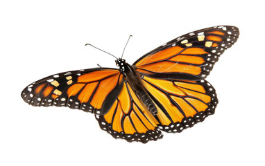 Fototapeta na wymiar Timeless Beauty of Monarch Butterflies On Transparent Background.