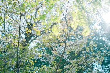 Fototapeta premium 鎌倉の神社に咲く桜