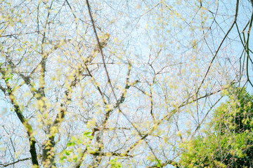 鎌倉の神社に咲く桜