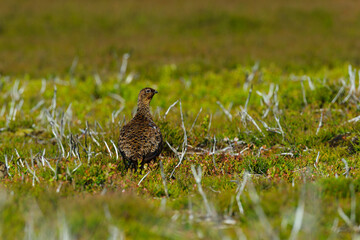 A female Red Grouse (Lagopus lagopus scoticus) surveys its territory on the North York Moors Yorkshire moorland, UK. Horizontal landscape format