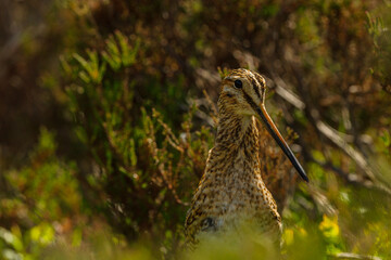 A single timid, wary Common Snipe Gallinago gallinago pokes its head out of vegetation on the North York Moors, UK. Horizontal landscape format
