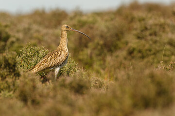 A Curlew (Numenius arquata) surveys its territory on the heather of the North York Moors Yorkshire Moorland, UK.