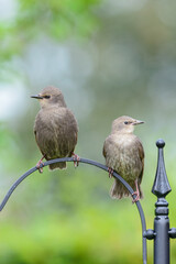Two juvenile starlings Sturnus vulgaris perched on a curved metal rod in a suburban British garden