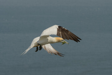 A northern gannet with nesting material in its beak, soars above the North Sea at Bempton Cliffs RSPB Reserve, East Yorkshire, UK.