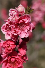 バラ科の高木ハナモモ