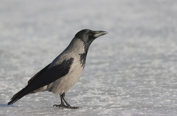 Hooded crow
