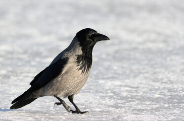 Hooded crow