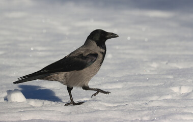 Hooded crow