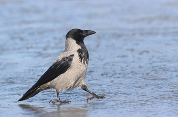 Hooded crow