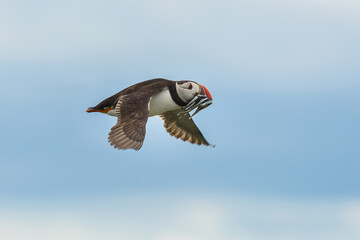 Atlantic Puffins, Fratercula arctica, airborne in flight with sand-eels sand eels in its beak.