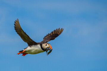 Atlantic Puffin, Fratercula arctica in flight with a beakfull beak-full of sandeels, sand-eels, sand eels.
