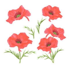 Hand drawn watercolor red poppy flowers with leaves set isolated on white background. Can be used for post card, poster and other printed products.