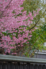 東京都赤坂2丁目に咲く陽光桜