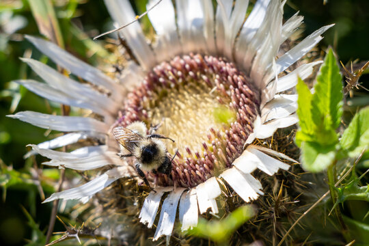 closeup of a silver thistle with a bee