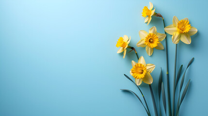 Fototapeta na wymiar Daffodils laid on isolated backgrounds, copy space, generative ai