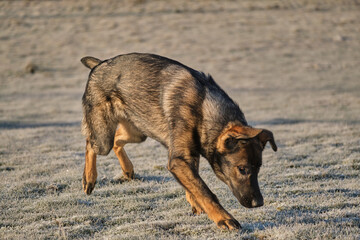 Beautiful German Shepherd dog playing in a meadow on a sunny day in Skaraborg Sweden.
