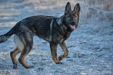 Beautiful German Shepherd dog playing in a meadow on a sunny day in Skaraborg Sweden.