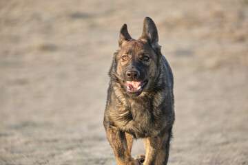 Beautiful German Shepherd dog playing in a meadow on a sunny day in Skaraborg Sweden.
